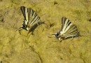 Iphiclides podalirius ©  S. Beshkov